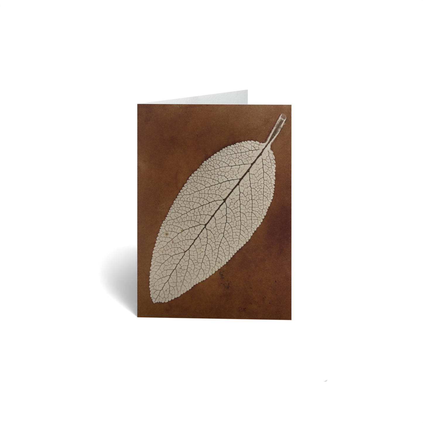 Leaf Study by William Henry Fox Talbot