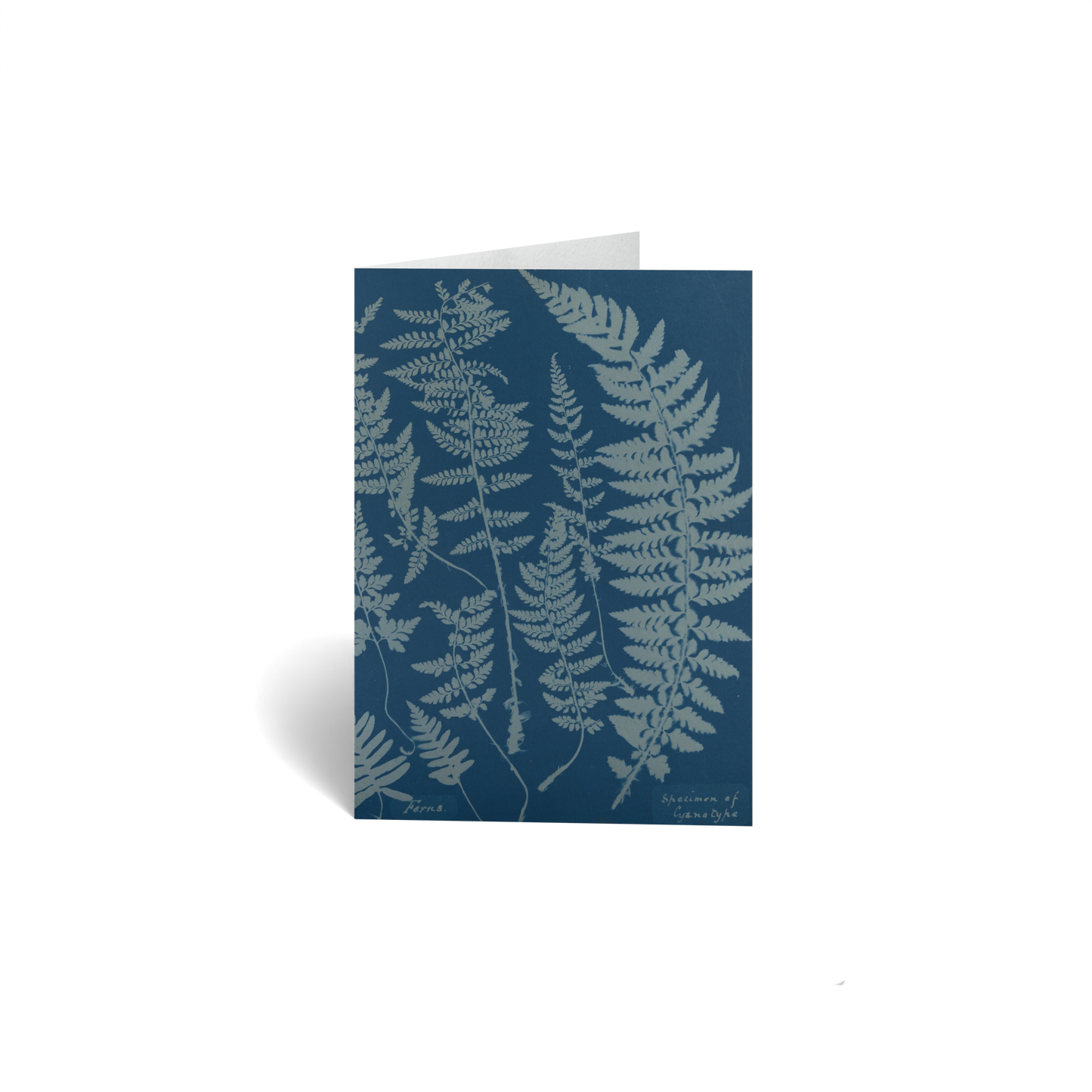 Ferns. Specimen of Cyanotype by Anna Atkins
