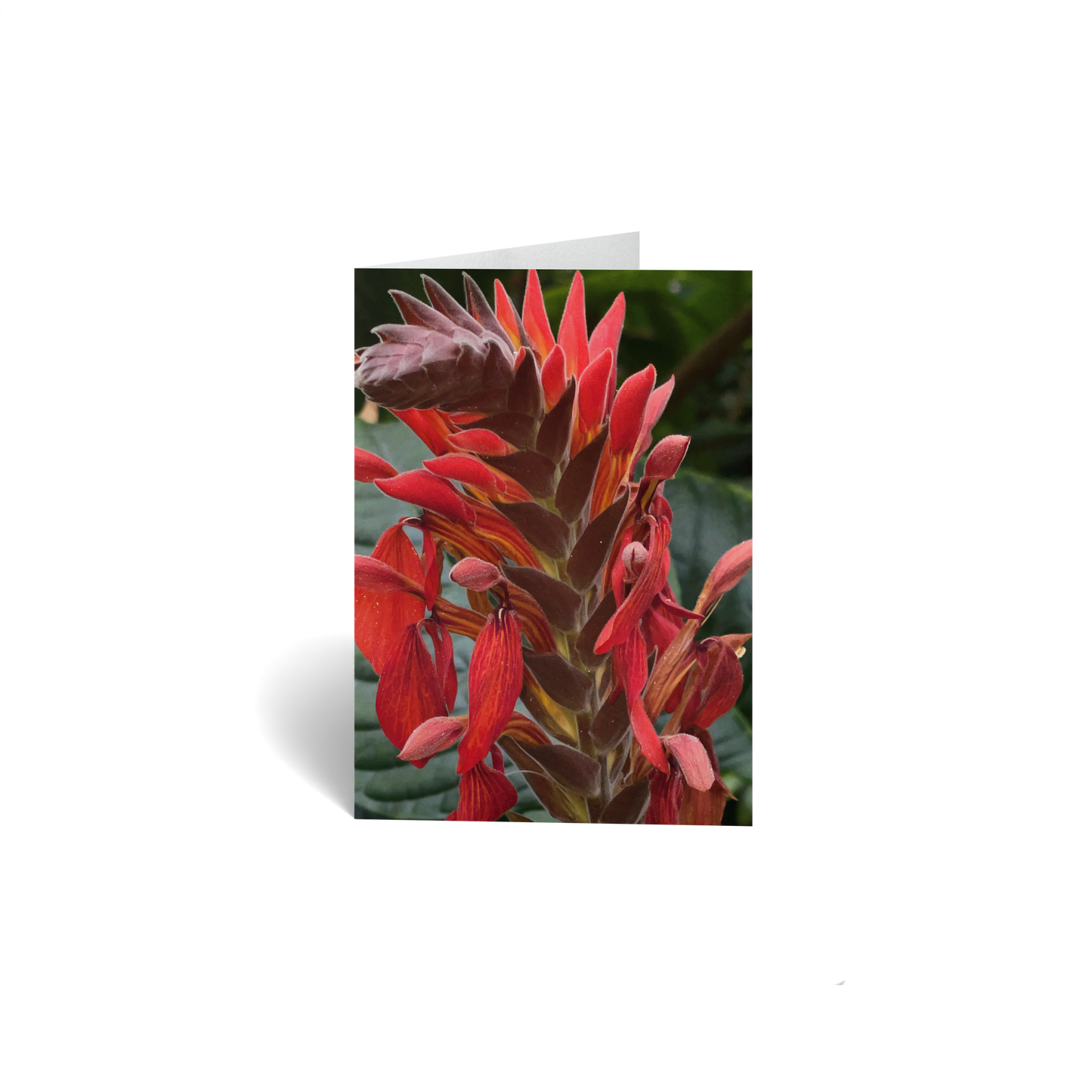 Love Keepsake Greeting Card - Iphone Zooms - Red Canna Flower