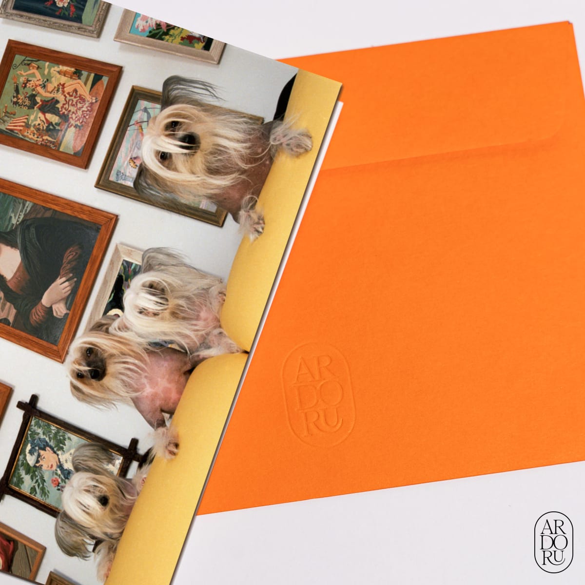 Pet Keepsake Greeting Card - Funny Dog Art Photography