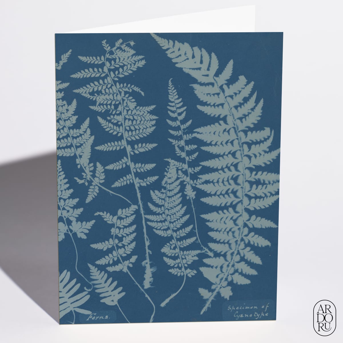 Ferns. Specimen of Cyanotype by Anna Atkins