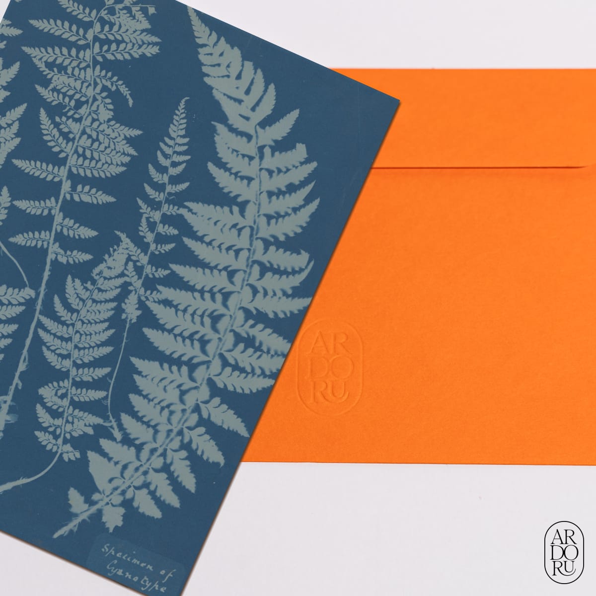 Ferns. Specimen of Cyanotype by Anna Atkins