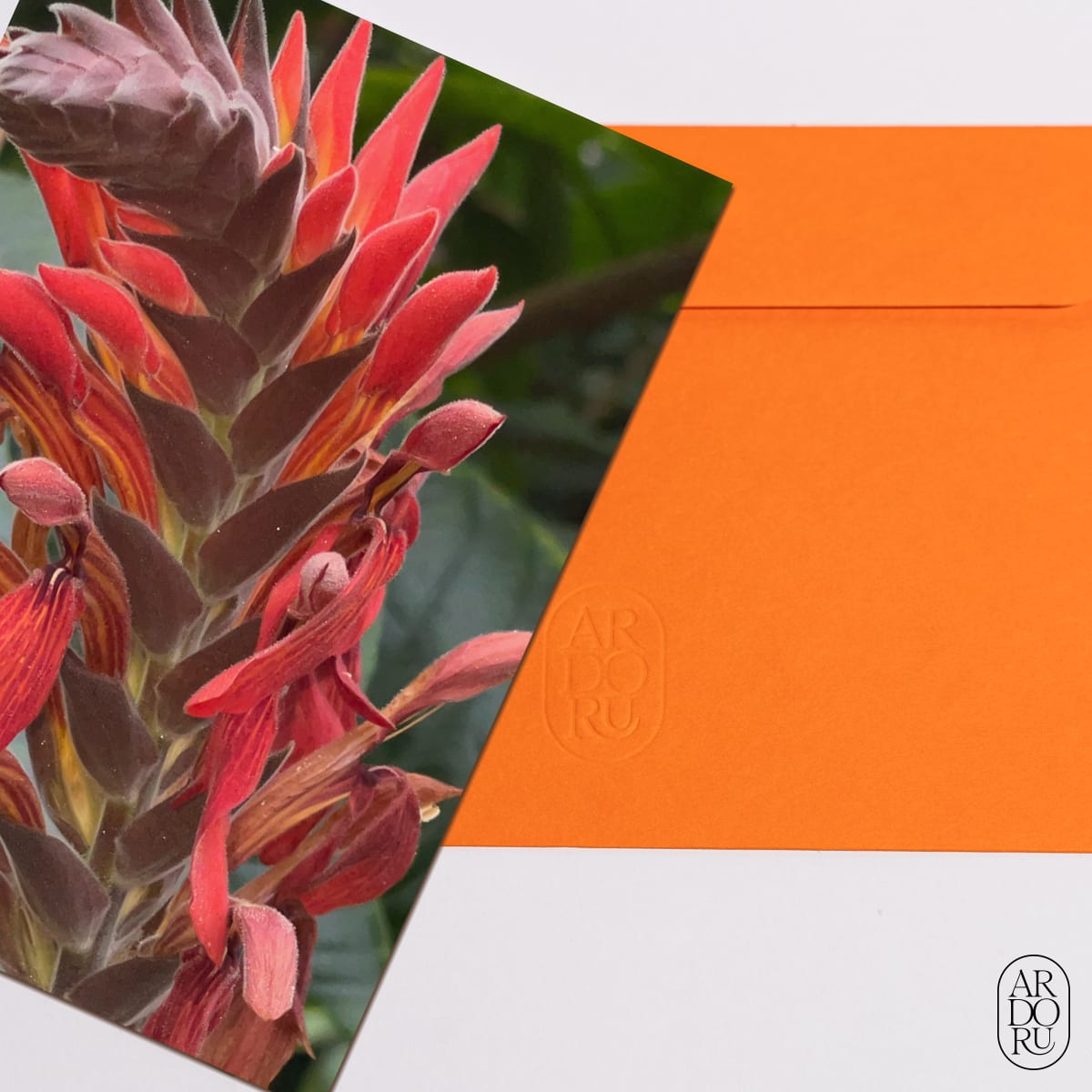 Love Keepsake Greeting Card - Iphone Zooms - Red Canna Flower